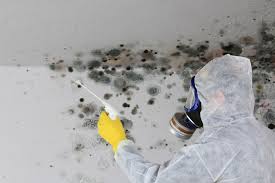 Trusted Marlette, MI Mold Removal Services Experts